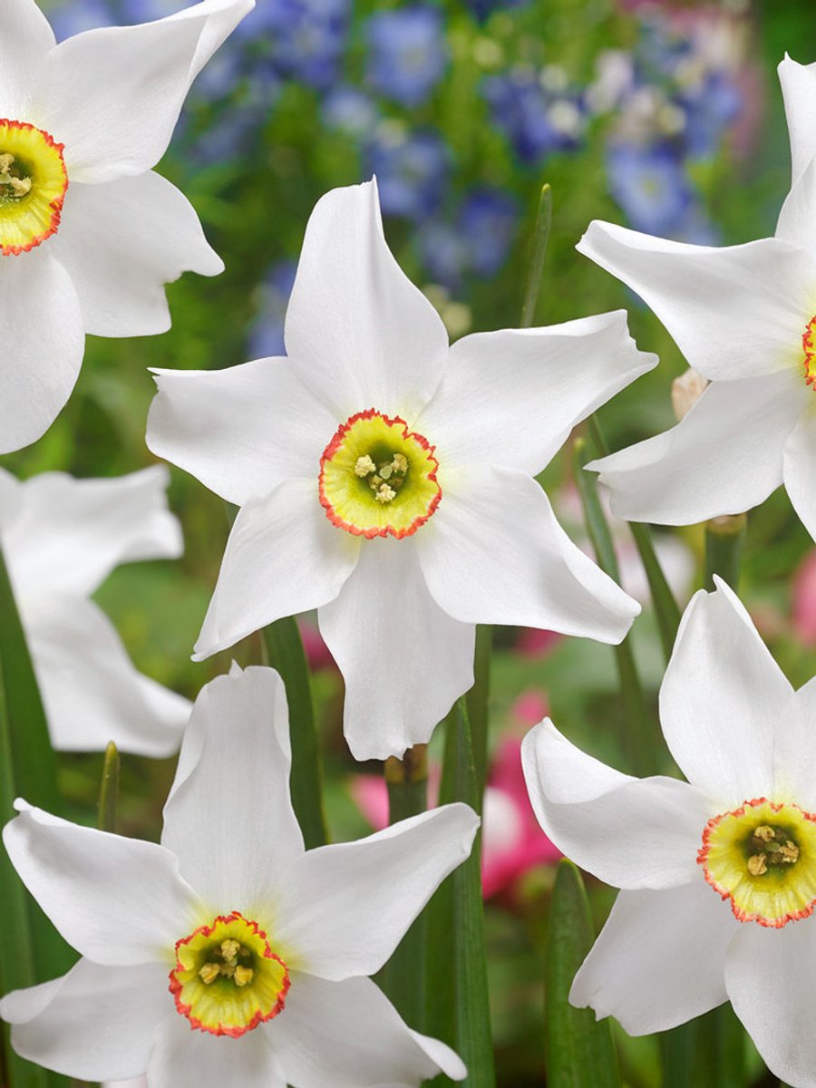 10x Narcissen 'Poeticus recurvus pheasant eye' - BULBi® Bloembollen met bloeigarantie