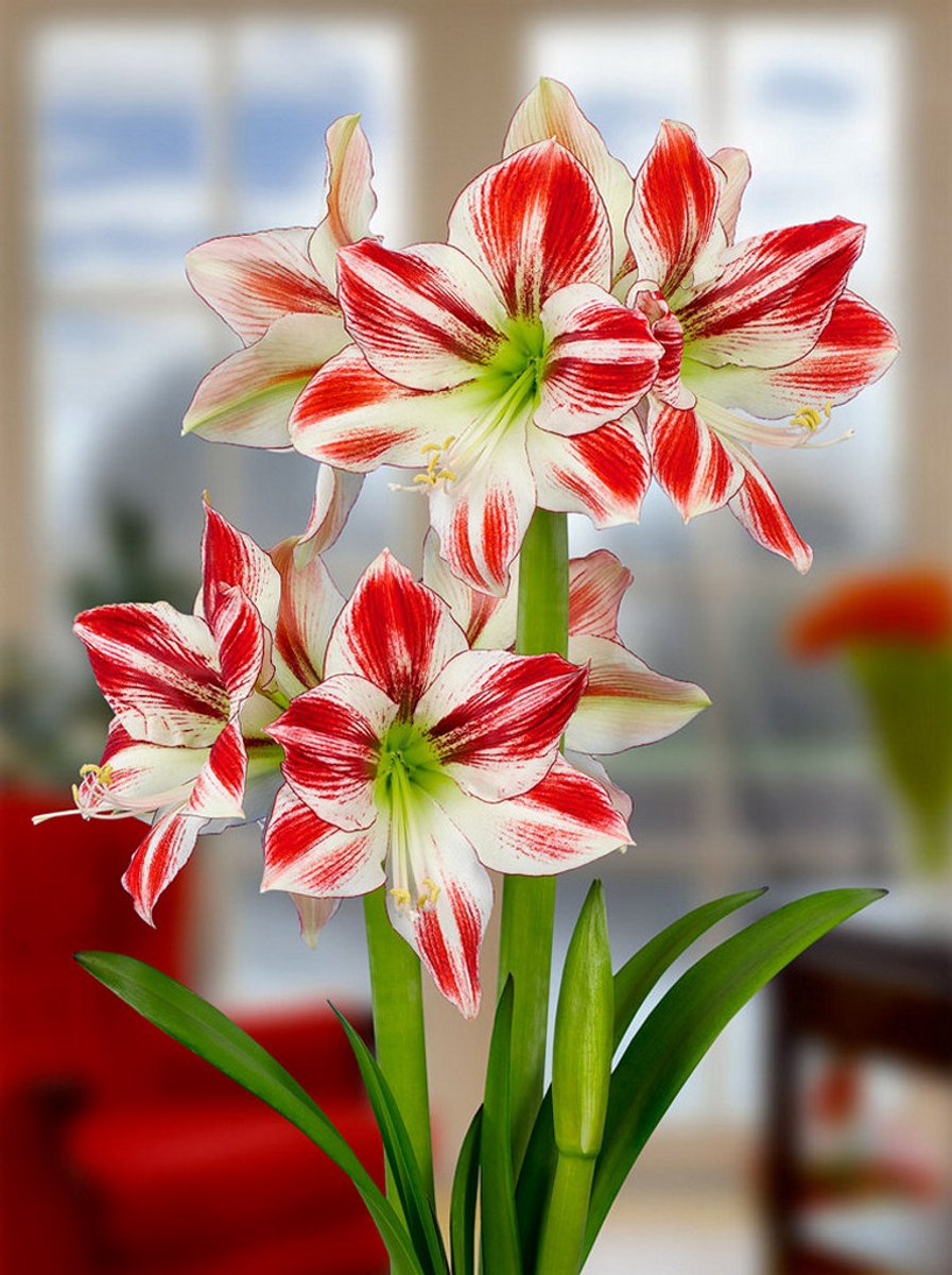 1x Hippeastrum 'Ambiance' - BULBi® Bloembollen met bloeigarantie