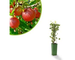 Rode kruisbes - Ribes uva - crispa Captivator - Doornloos