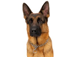 Nobleza Slipketting hond - Maat XL - Lengte 65 cm - Omtrek nek 50 cm - Sliphalsband - Trainingshalsband - Hondenketting