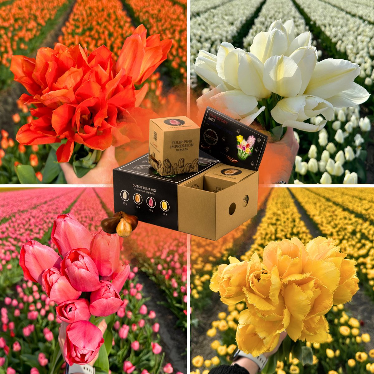 Bloembollenmix Dutch Tulip Mix - 40 bloembollen - bolmaat 12+ - luxe cadeau box medium, kleurrijke tulpenmix, grootbloemig, winterhard - direct van de kweker - Flowerbulbs Amsterdam