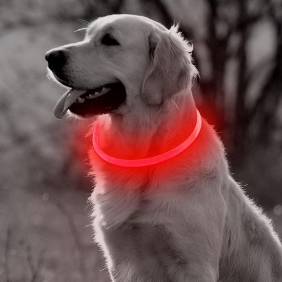 Gouden Retriever met een rode, oplichtende LED-halsband in een buitenomgeving.