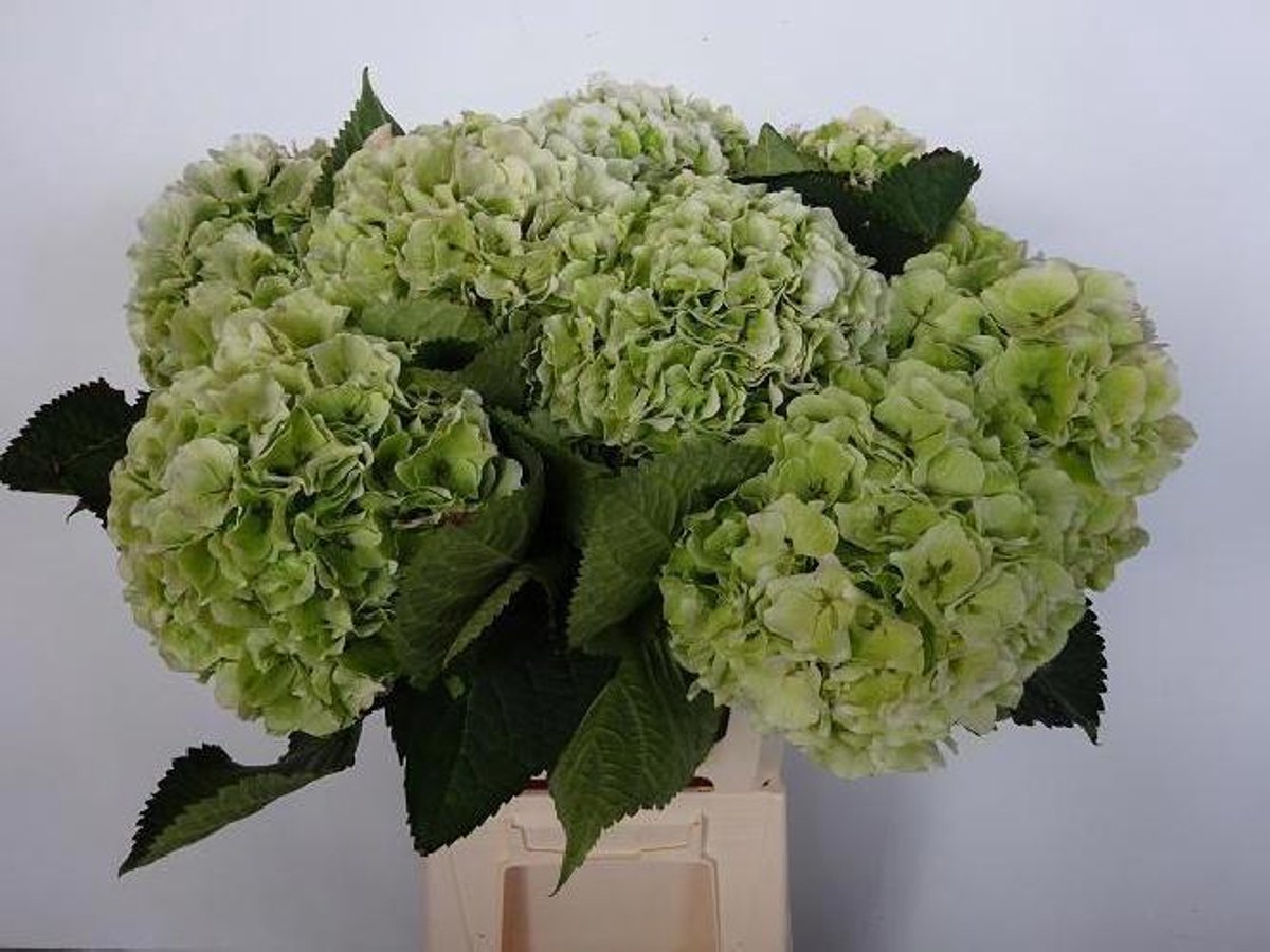 10x Hydr.white verena classic 60cm