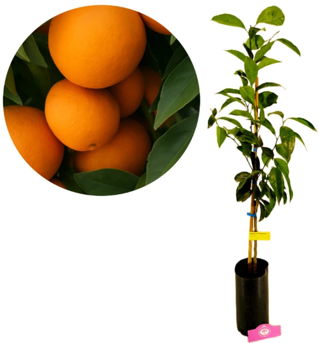Citrus sinensis 'Newhall', Zoete sinaasappel, 3 liter pot