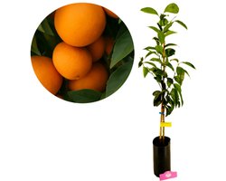 Citrus sinensis 'Newhall', Zoete sinaasappel, 3 liter pot