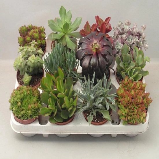 Succulux Vetplanten Mix - 6 Plantjes Verpakt Ø 5,5 cm Pot - Mini Succulenten - Bedankjes