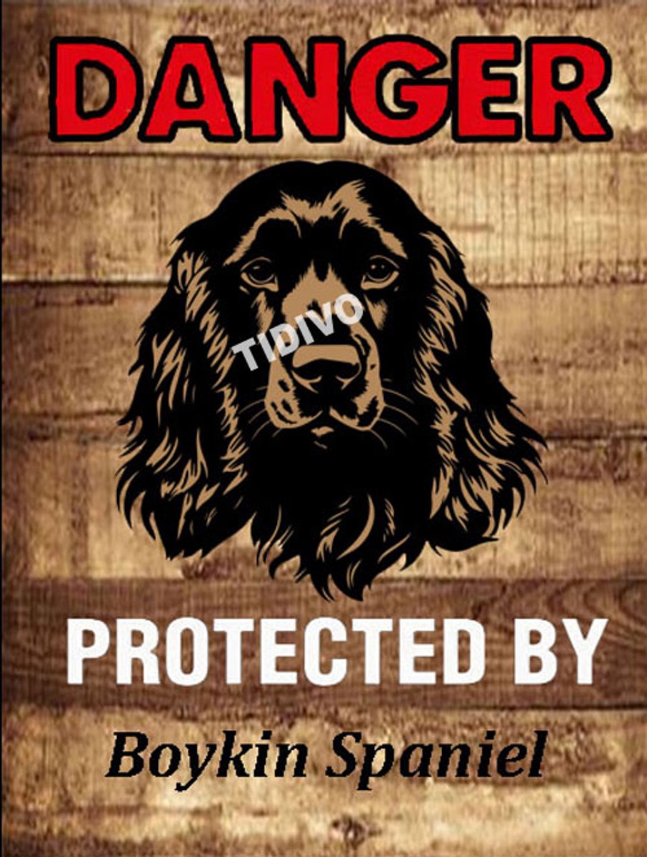 Boykin Spaniel 19