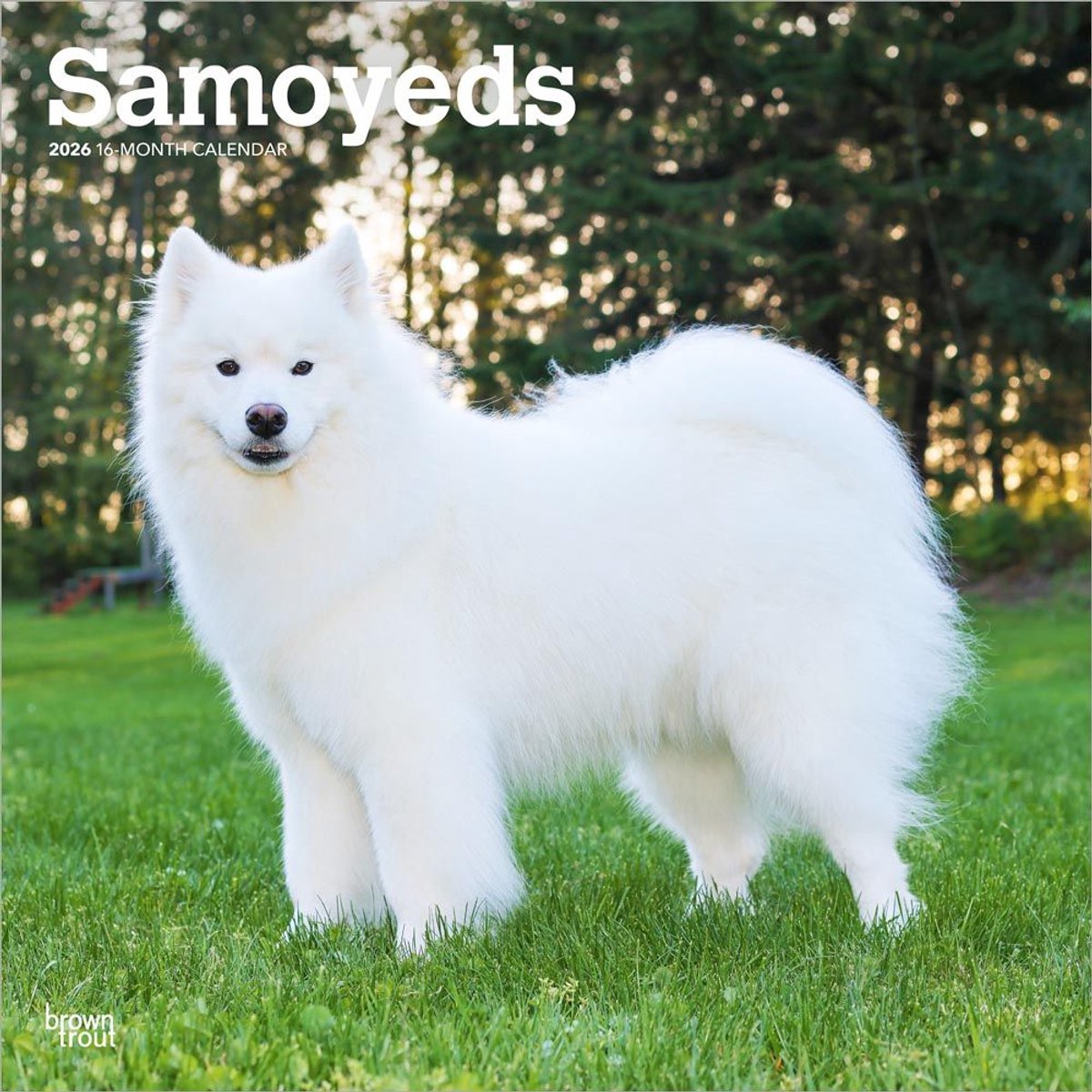 Samojeed Kalender 2026