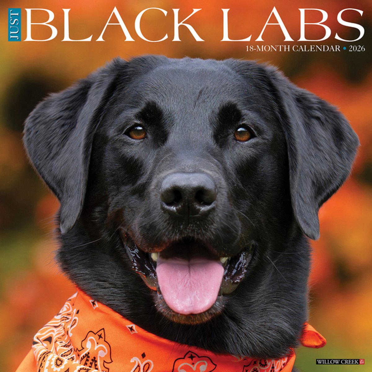 Labrador Retriever Zwart Kalender 2026