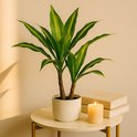 Kunstplant Dracaena Lemon Lime in witte pot, naast boeken en brandende kaars.
