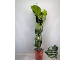 Ficus lyrata - Hoogte 120cm - Potmaat 21cm - Luchtzuiverende Kamerplant - Plant binnen