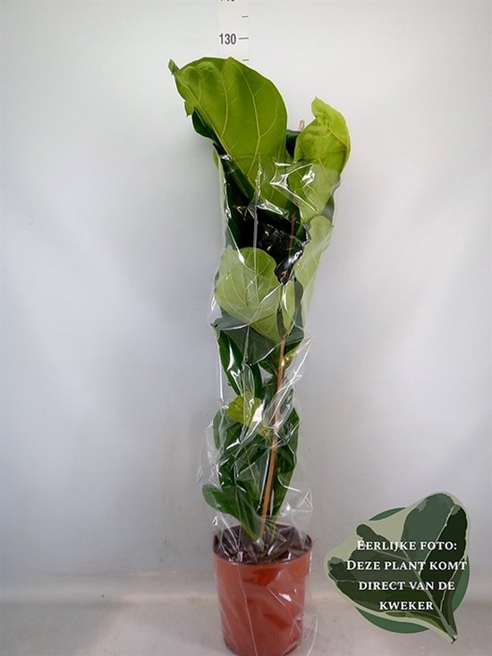 Ficus lyrata - Hoogte 120cm - Potmaat 21cm - Luchtzuiverende Kamerplant - Plant binnen