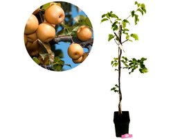 Pyrus pyrifolia ‘Shinko’, Japanse Nashipeer, 5 liter pot