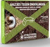 Aaltjes tegen Engerlingen 25m² - Biologische bestrijding - Droog gazon - Afweermiddelen