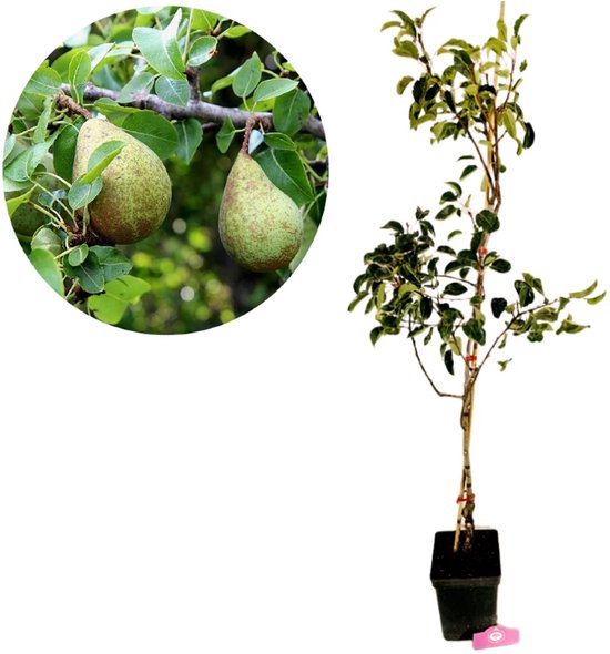 Perenboom in pot met twee groene peren aan de takken, met een afbeelding van de peren ernaast.