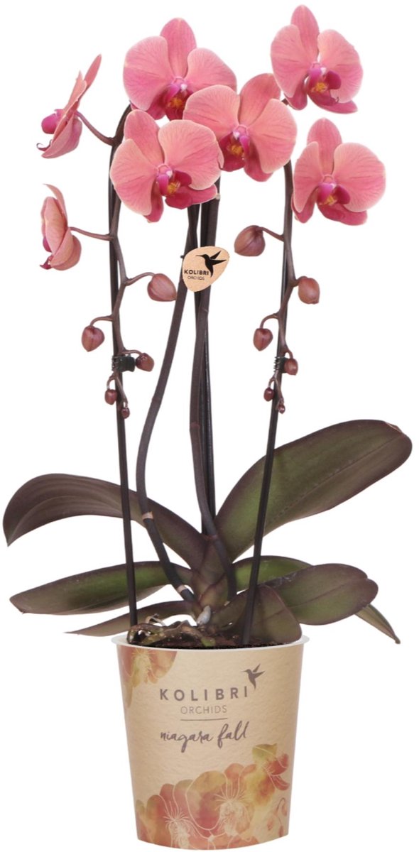 Kolibri Orchids | Zalmroze orchidee | Narbonne | bloeiende kamerplant