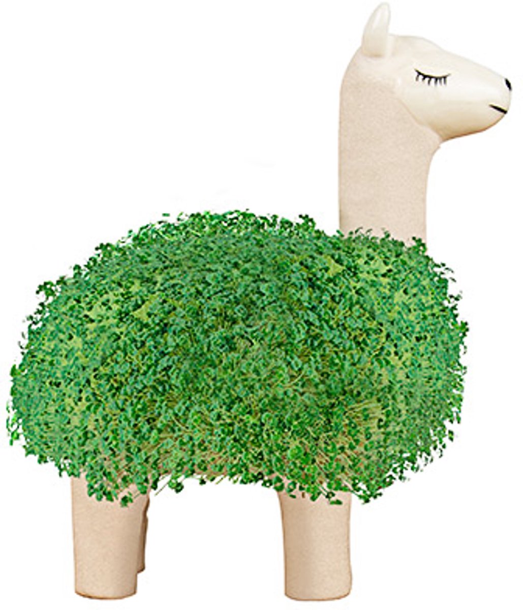Gift Republic Bloempot Met Chia Zaadjes - Llama