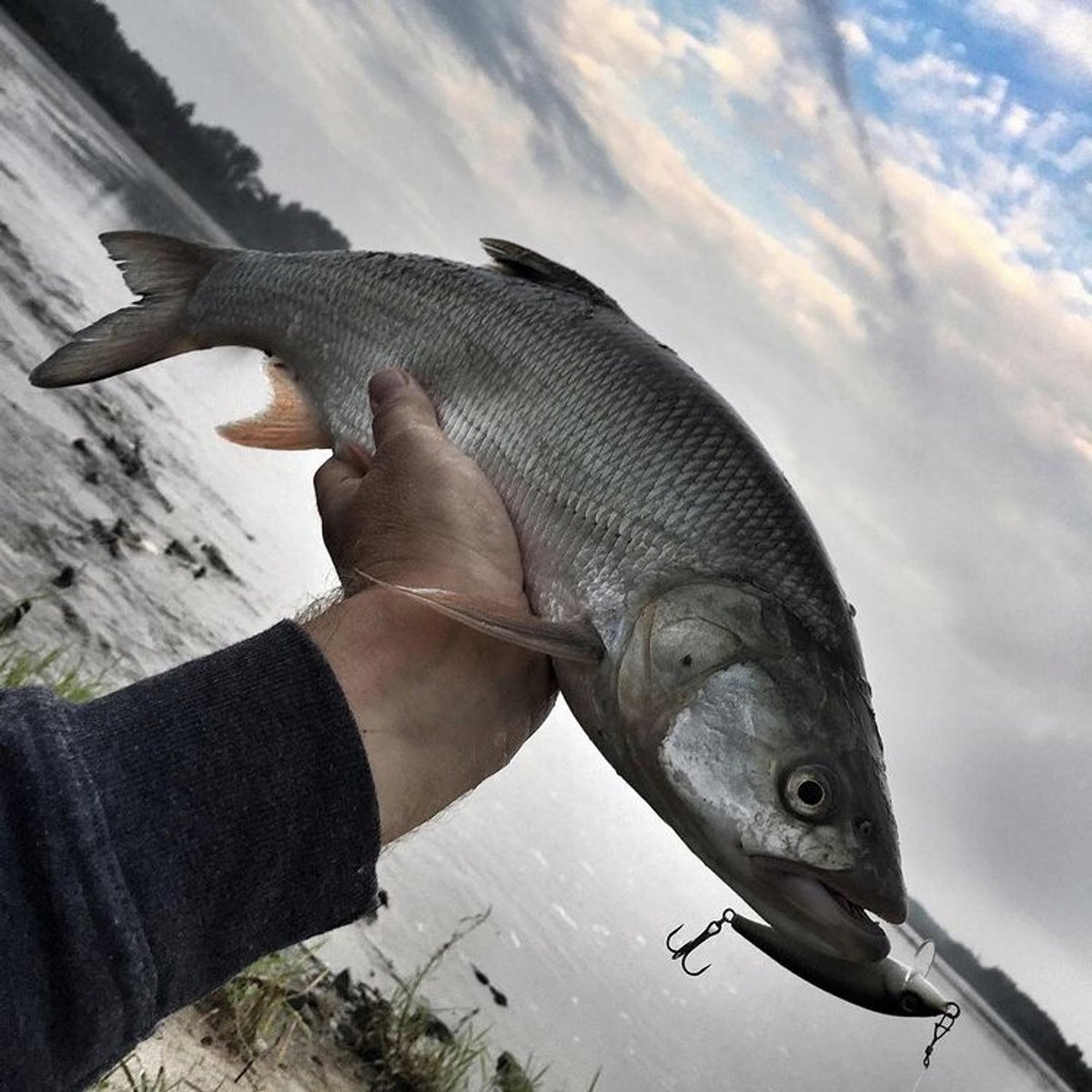 Siek Siga Wobbler 6cm 6g - Speciaal voor het dakvissen