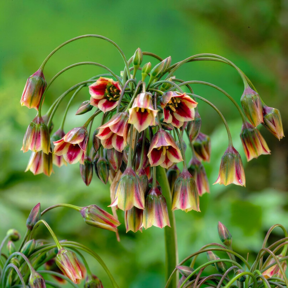 Allium Bloembollen Winterhard - Sierui - Siculum - 5 stuks - Meerkleurig - Bloem bollen - Mix Meerjarig
