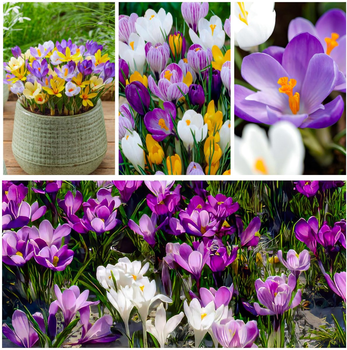 Krokussen Bloembollen Winterhard - Crocus - Lentedroom - 50 stuks - Meerkleurig - Bloem bollen - Meerjarig Mix