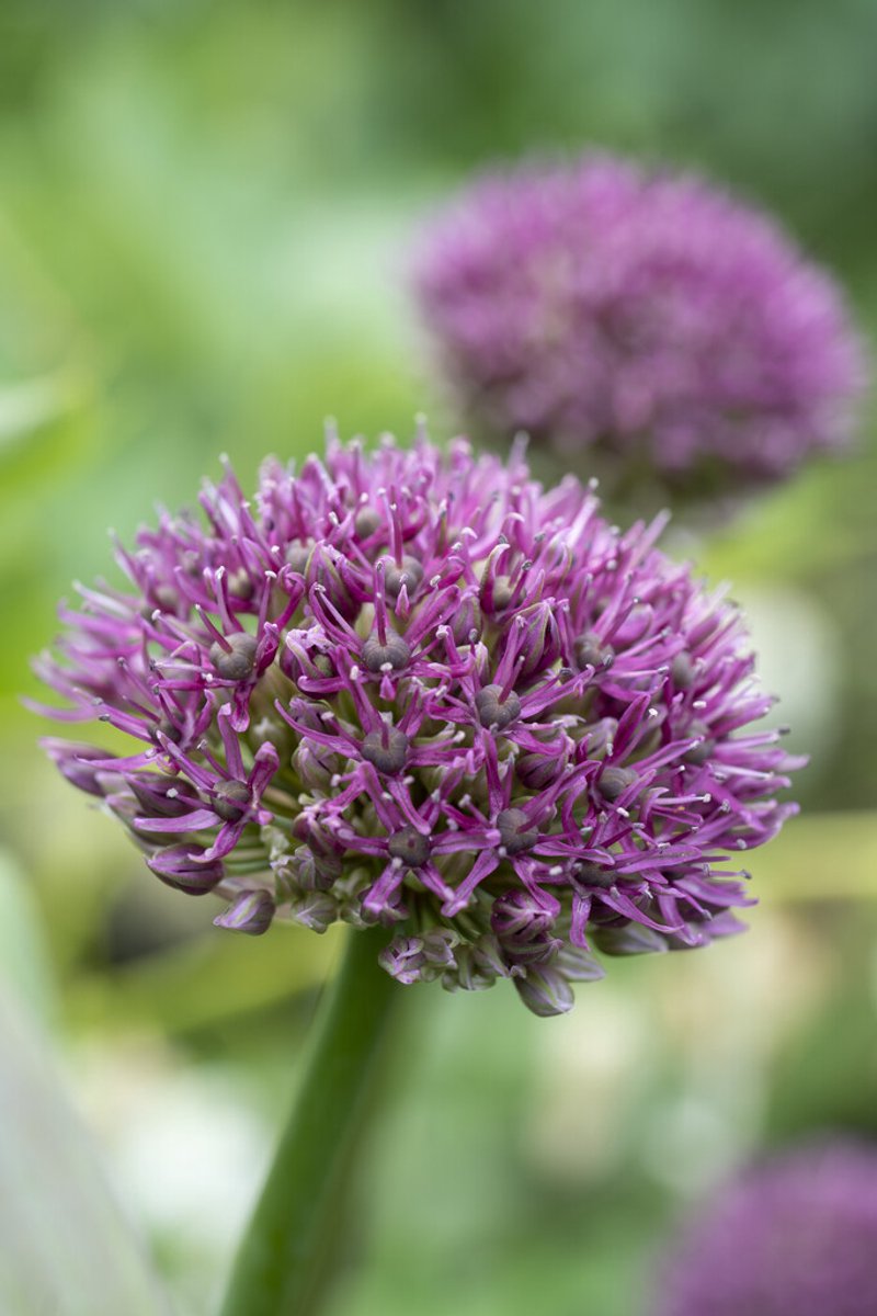 Allium Ostara | 3 stuks | Sierui | Alliumbol