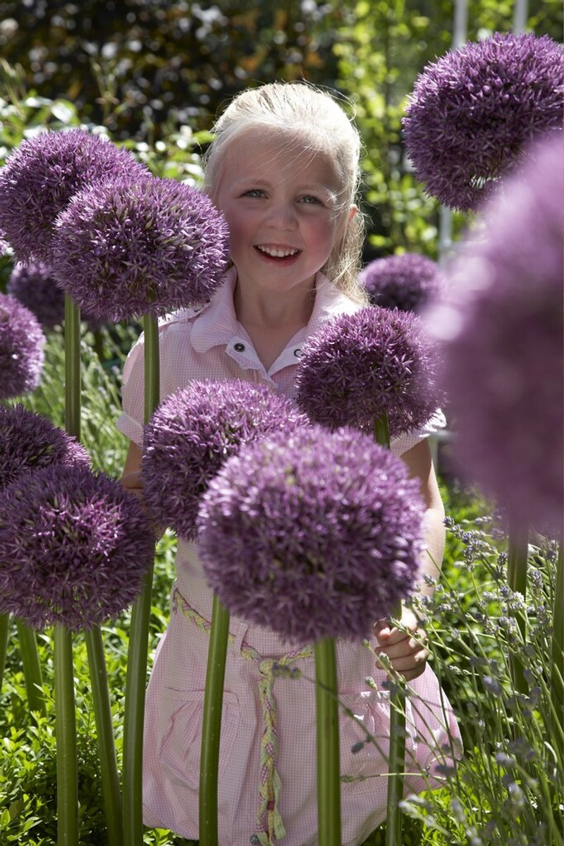 Allium Pinball Wizard | 1 stuks | Sierui | Alliumbol