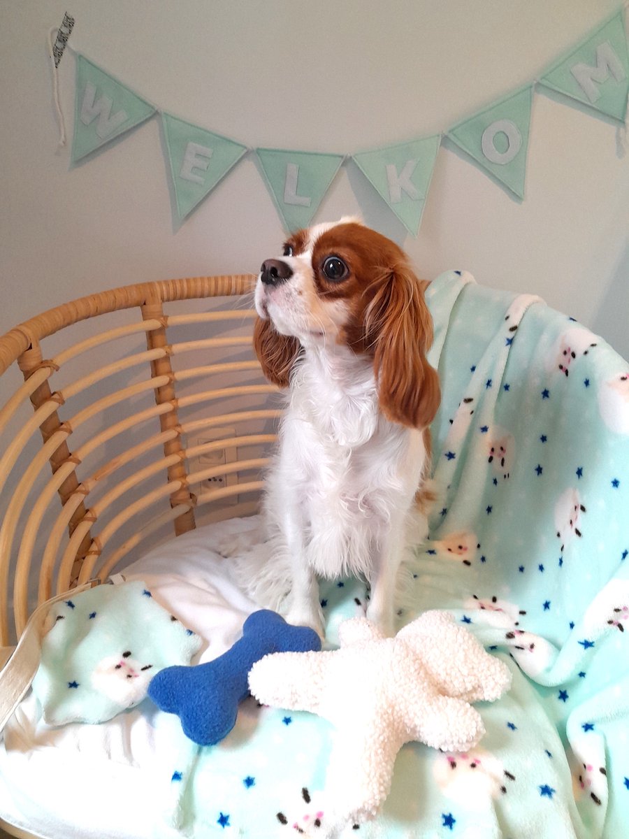 Puppy cadeau - cadeau voor honden - puppy starterset - Puppypakket - Welkomstpakket adoptiehond - Judith&Florent
