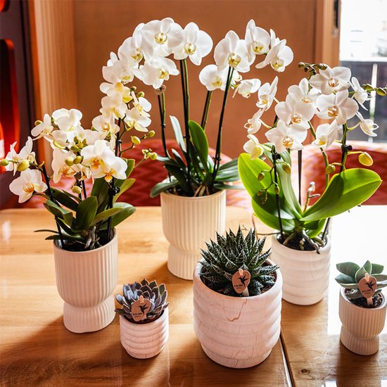 Kolibri Orchids | COMBI DEAL van 4 witte Phalaenopsis orchideeën