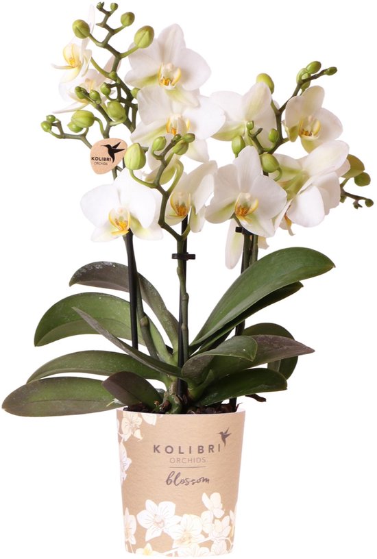 Kolibri Orchids | Witte phalaenopsis orchidee - Lausanne - potmaat Ø9cm | bloeiende kamerplant - vers van de kweker