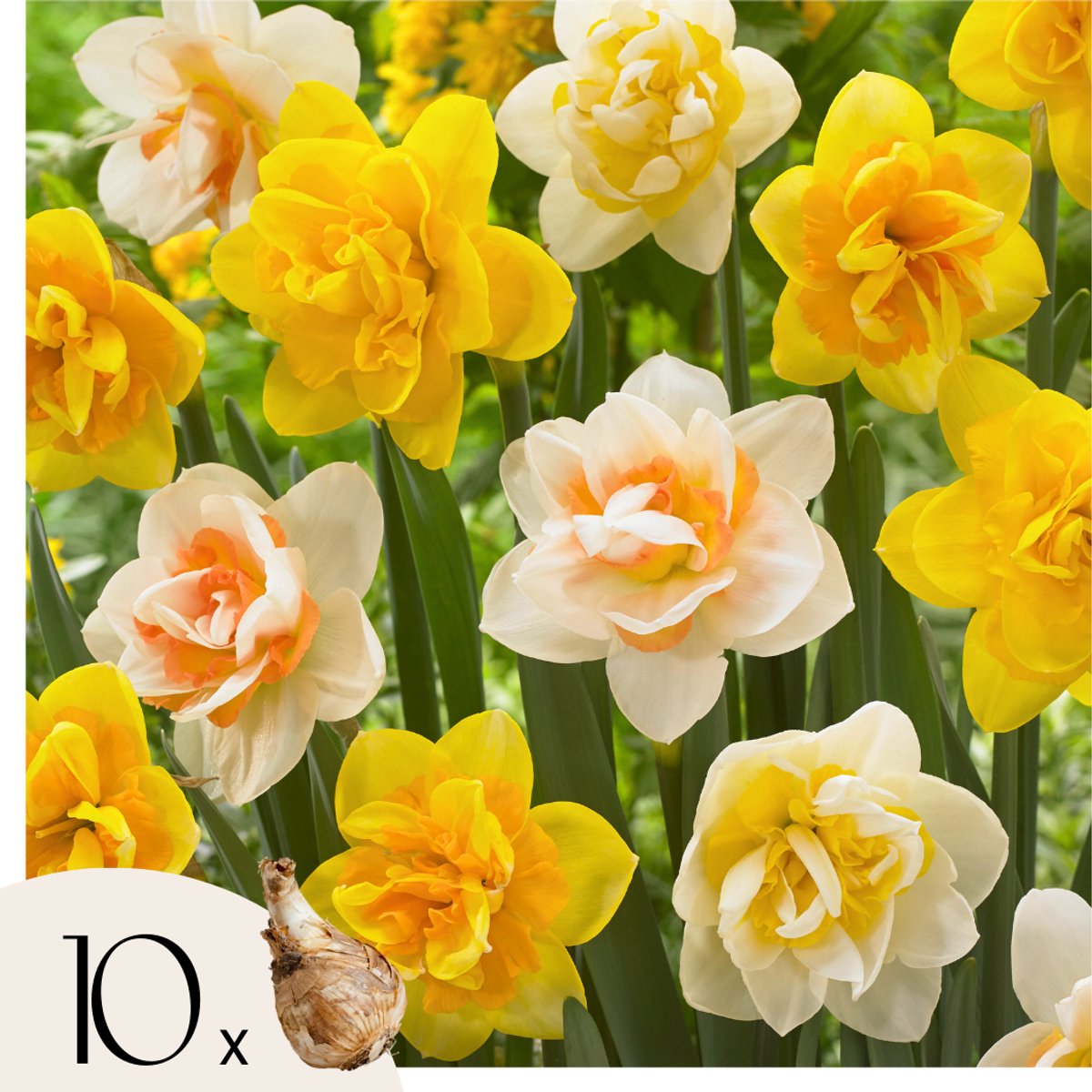 Jub Holland - bloembollen - Narcissen Dubbel Mix - maat 12/14 - 15 stuks