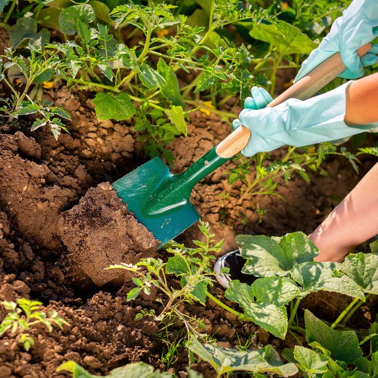 KADAX Spaden, tuinspade van metaal, grafschep met steel van hout, om te graven, gereedschap voor tuin, reizen, robuuste grafspatten, plantenspatten, tuingereedschap (groen) van Merkloos	 — afbeelding 4