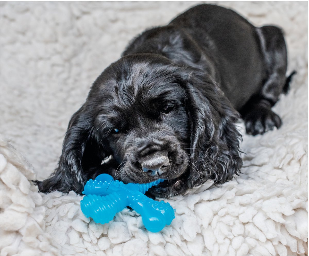 Nylabone flexi voor honden puppy teething x bone beef tot 7 kg thumbnail 3