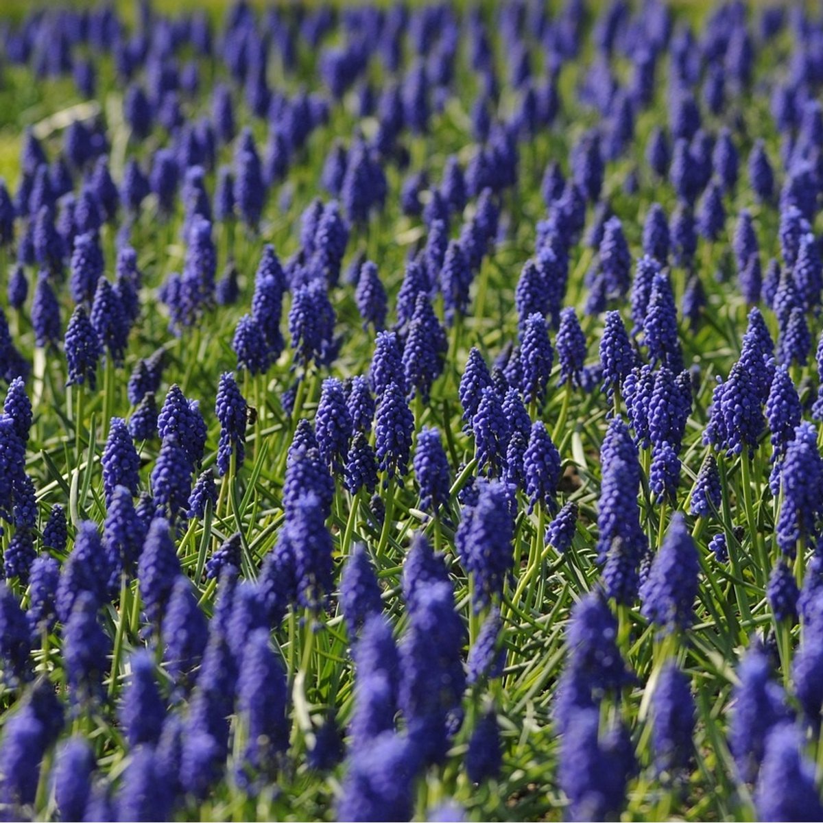 50 x Muscari armeniacum bloembollen - blauwe druifjes voor in de tuin