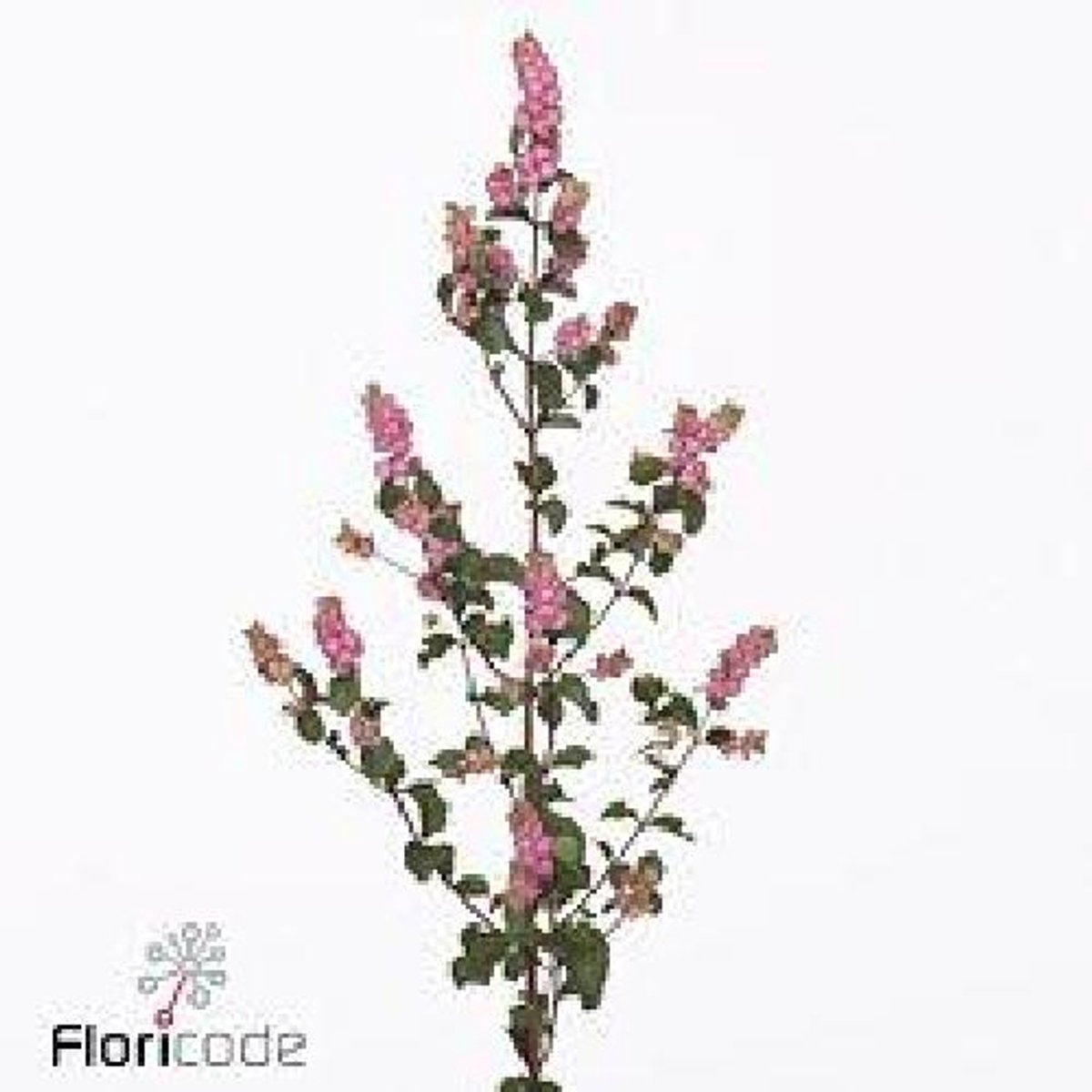 10x Symphor.magical pink elegance 60cm