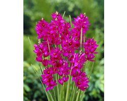 Ixia Mabel | 15 stuks