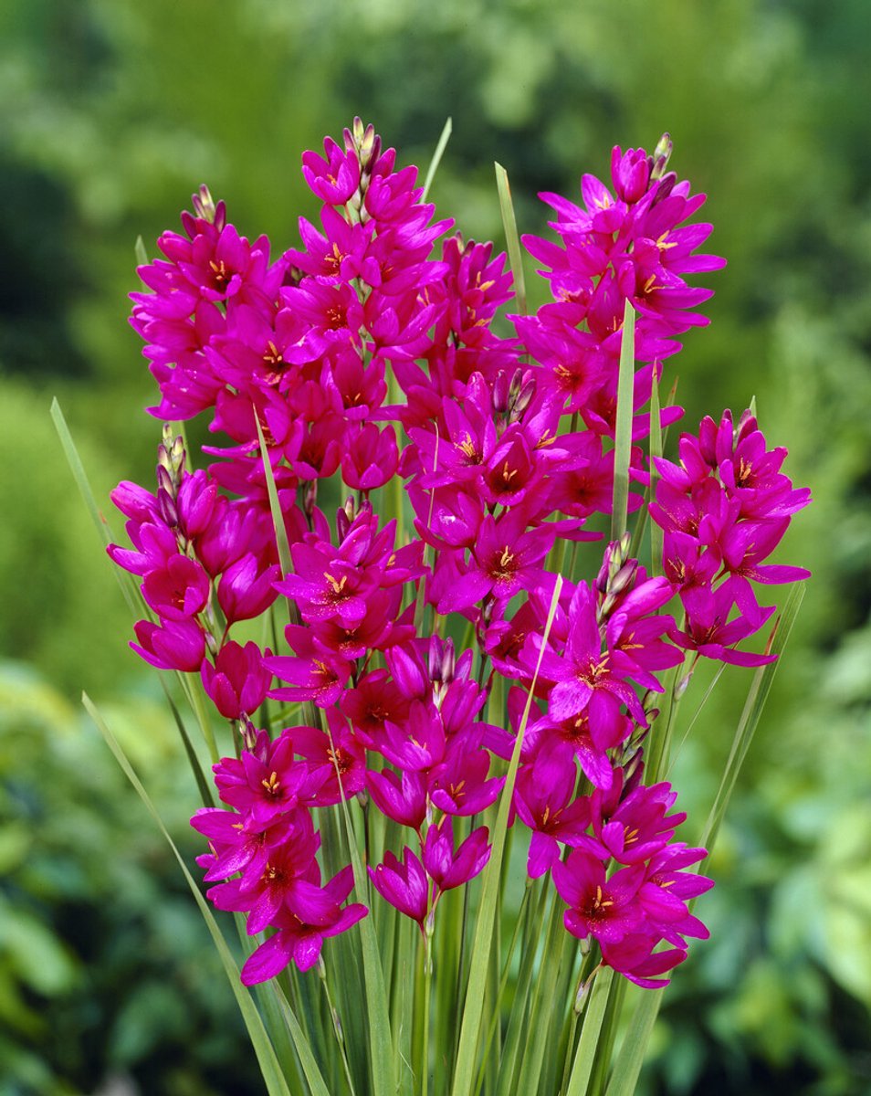 Ixia Mabel | 15 stuks