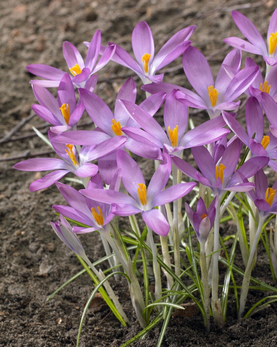 Crocus Roseus | 10 stuks | Krokus