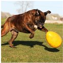 Gevlekte boxer in de lucht, spelend met een geel Jolly Egg op gras.