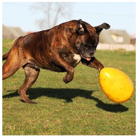 Gevlekte boxer in de lucht, spelend met een geel Jolly Egg op gras.