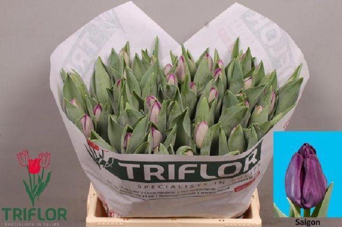 50x Tulipa saigon en 40cm
