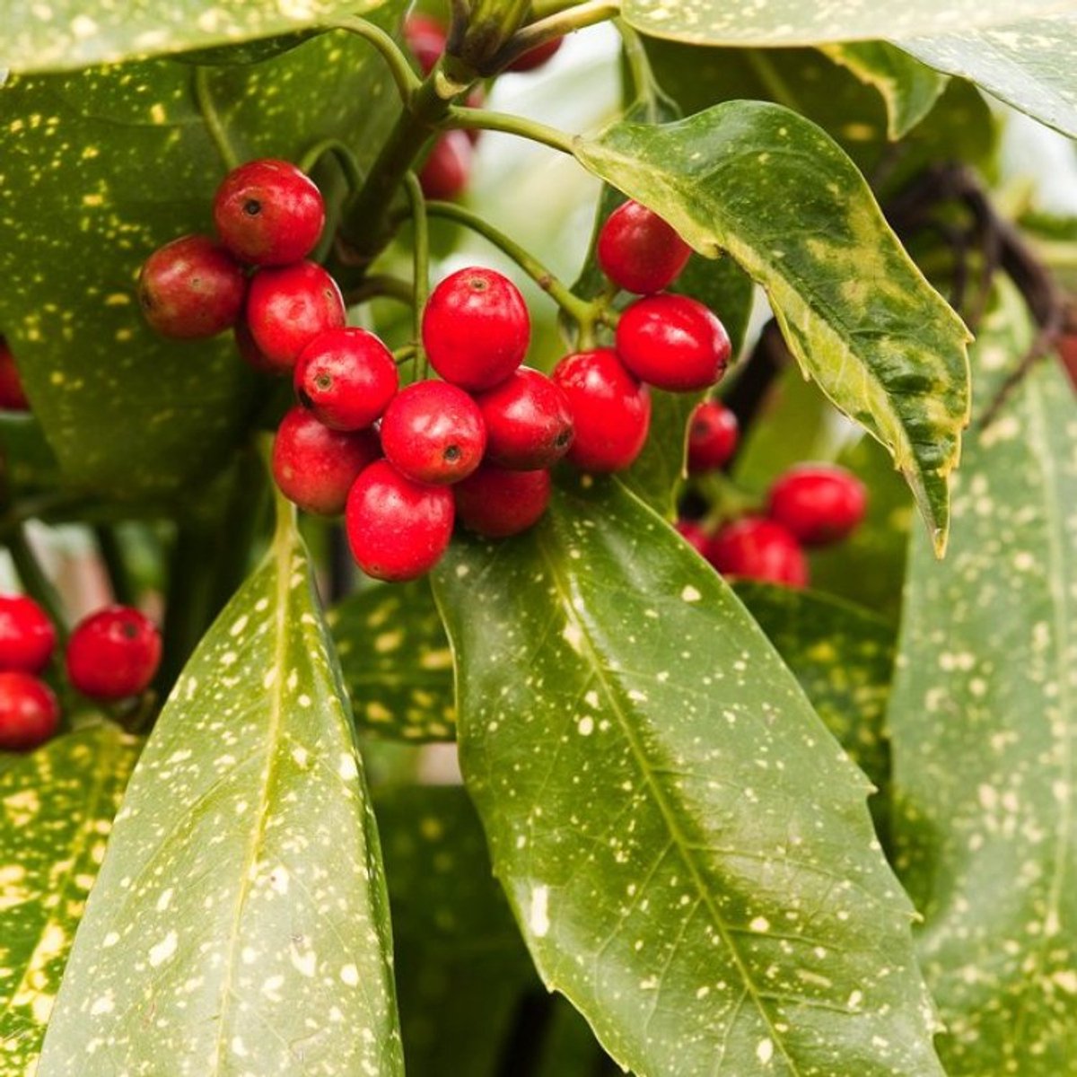 Aucuba japonica 'Variegata' C5 40-50 cm - Wintergroen - Langzame groeier - Vruchtdragend