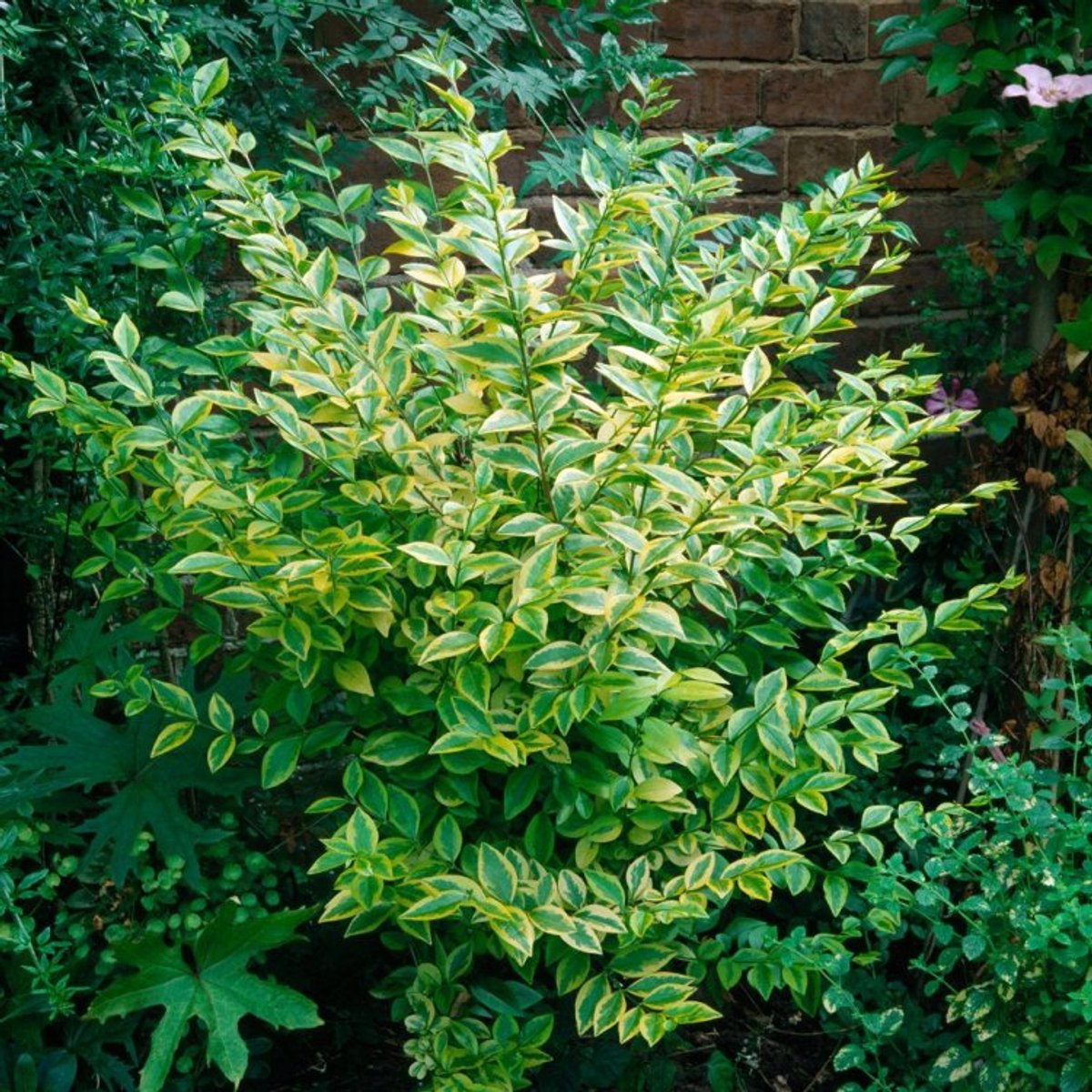 Plants Online BV - Planten - Tuinplanten - Heesters - Set van 1 - Haagliguster 'Aureum'