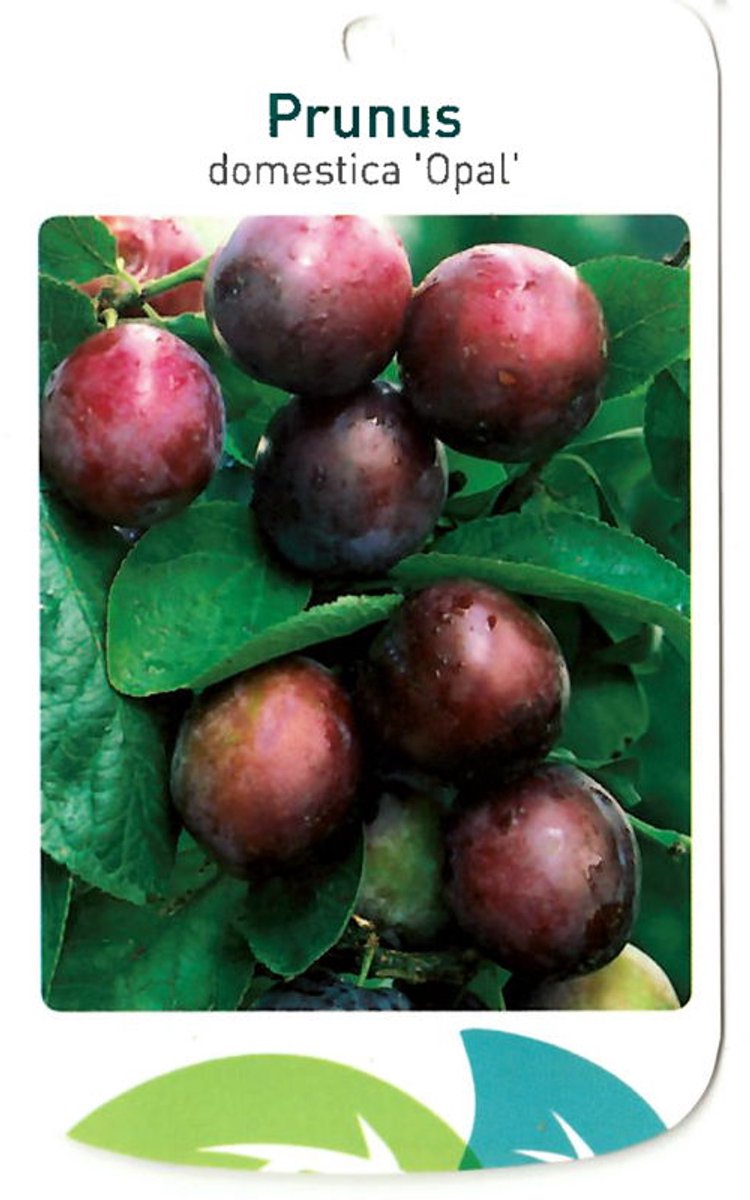 Oosterik home - Prunus Domestica Opal