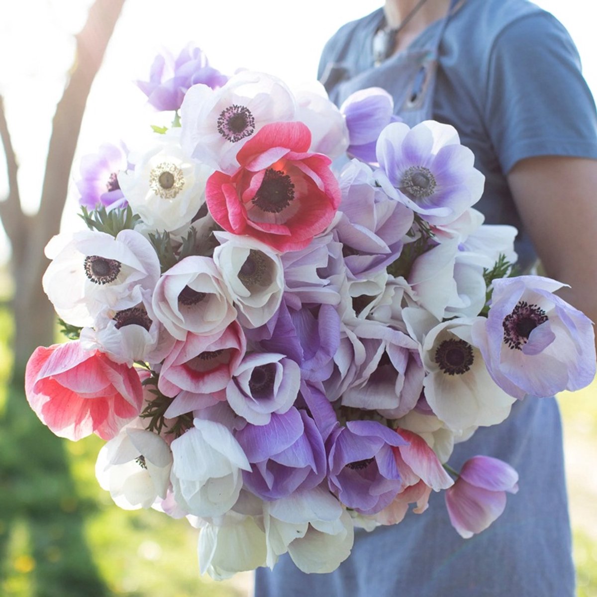 Anemone Galilee Pastel Mix | 10 stuks | Anemoon