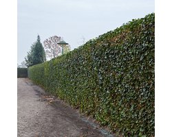 Hedera Hibernica - Klimop - Kant-en-Klaar Haag | 120cm - ↨150 cm