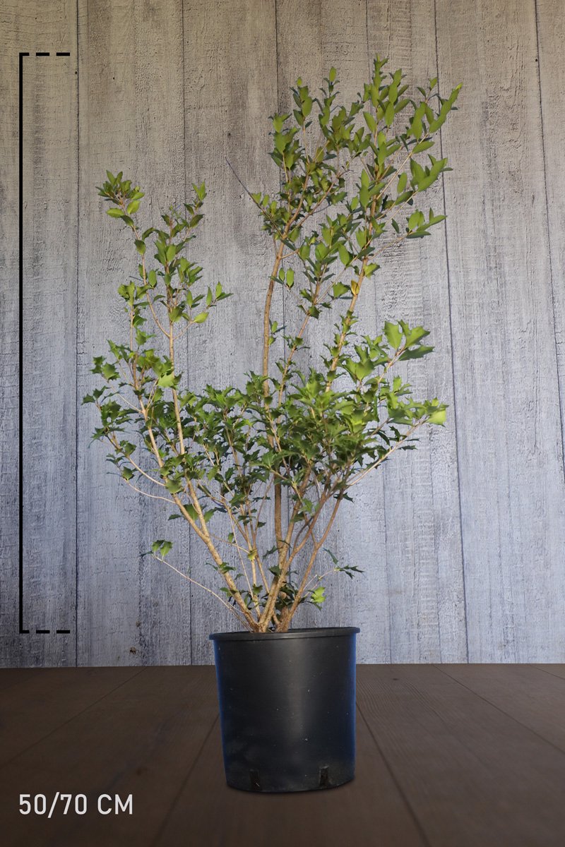 Plants Online - Haagplanten - Heesters - Schijnhulst 'heterophyllus' - Pot 50-70 cm - set van 10 - Bloeiende plant - Insectenlokkend - Weinig onderhoud - Wintergroen