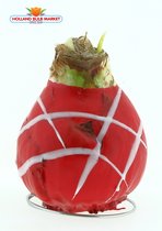 Rode Wax Amaryllis. Een Stralend bloeiend Amaryllis Cadeau voor uw Interieur