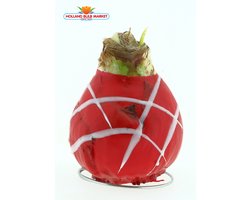 Rode Wax Amaryllis. Een Stralend Rood-Wit gestreept bloeiend Cadeau voor uw (kerst) Interieur