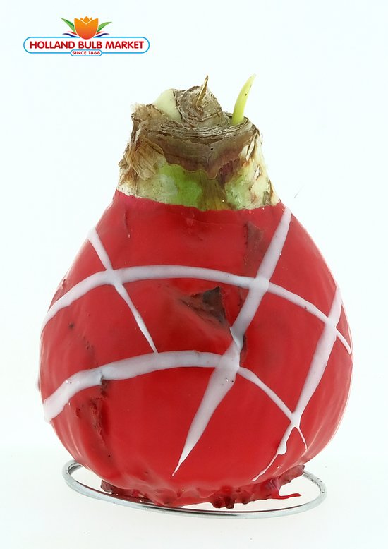 Rode Wax Amaryllis. Een Stralend Rood-Wit gestreept bloeiend Cadeau voor uw (kerst) Interieur