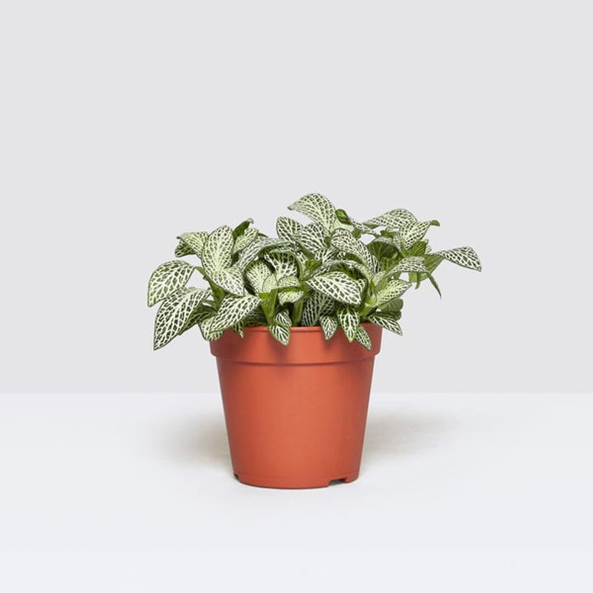 JUNAVERA Fittonia ‘White Flame’ in 5 cm pot – 12 cm hoge mini mozaïekplant met 4 stekken